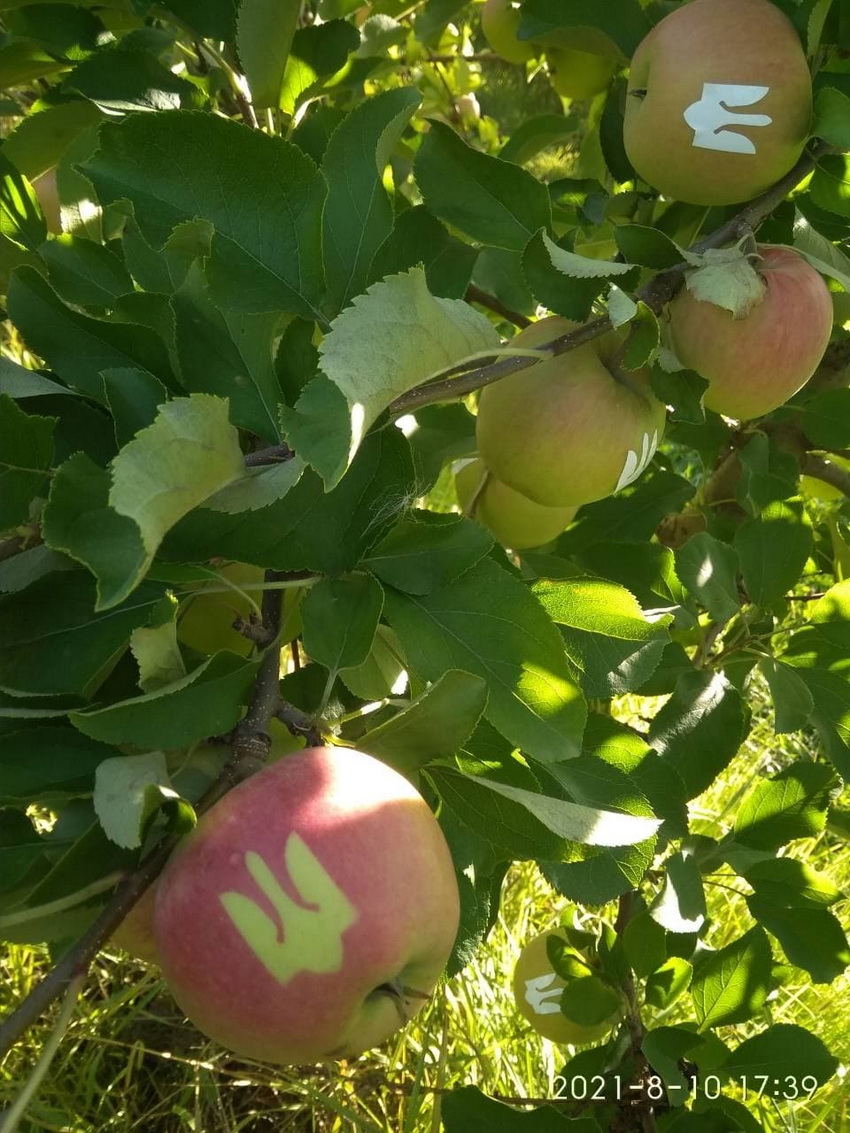 Ко Дню Независимости: в каком из регионов Украины вырастили яблоки с тризубом (ФОТО) - фото 3