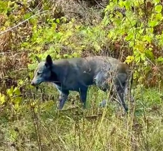 В Чернобыле заметили синих собак: что о них известно (ФОТО) - фото 2