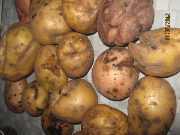 Из-за картофеля на Волыни ввели карантинный режим - фото 4