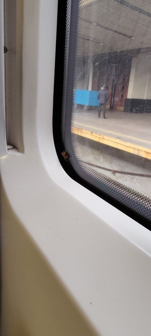 Пасажир поскаржився на умови у поїзді ”Інтерсіті”: кишить тарганами (ФОТО) - фото 2