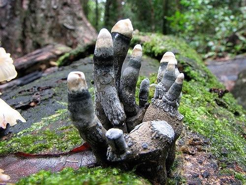 Ужас: найден самый жуткий гриб в мире (ФОТО) - фото 2