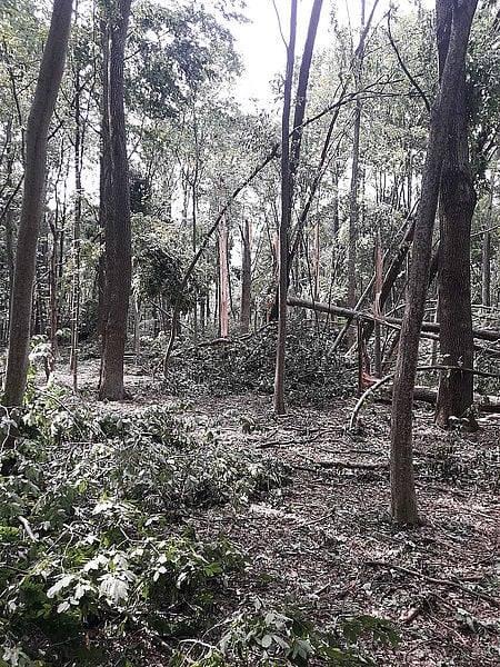 В Хмельницкой области ураган повалил и вырвал деревья более чем на 100 гектарах леса (ФОТО) - фото 3