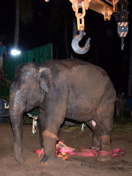 В Індії врятували слоненя, яке впало в глибокий колодязь (фото) - фото 8