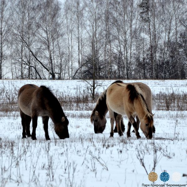 Парк природи ”Беремицьке” на Чернігівщині: як допомогти диким тваринам - фото 2