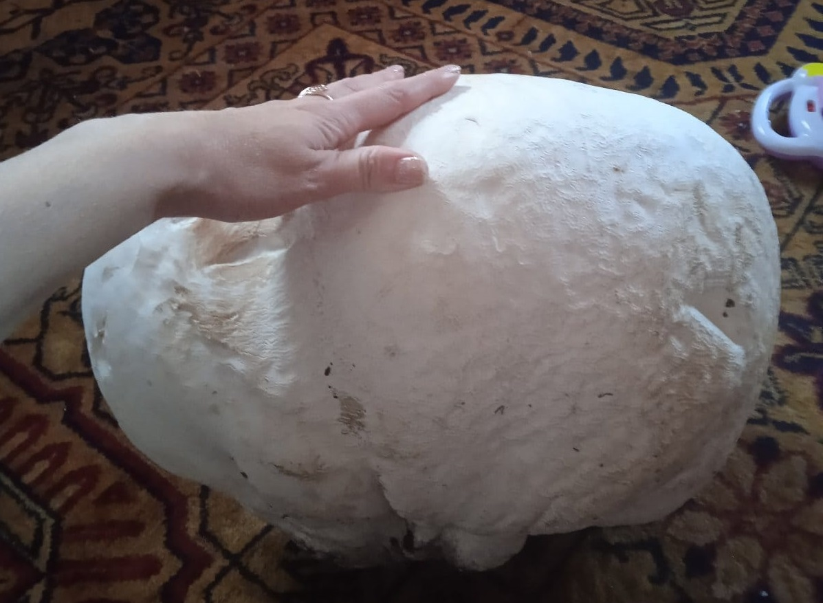 Женщина на Волыни обнаружила гигантский гриб весом более 10 кг (ФОТО) - фото 2
