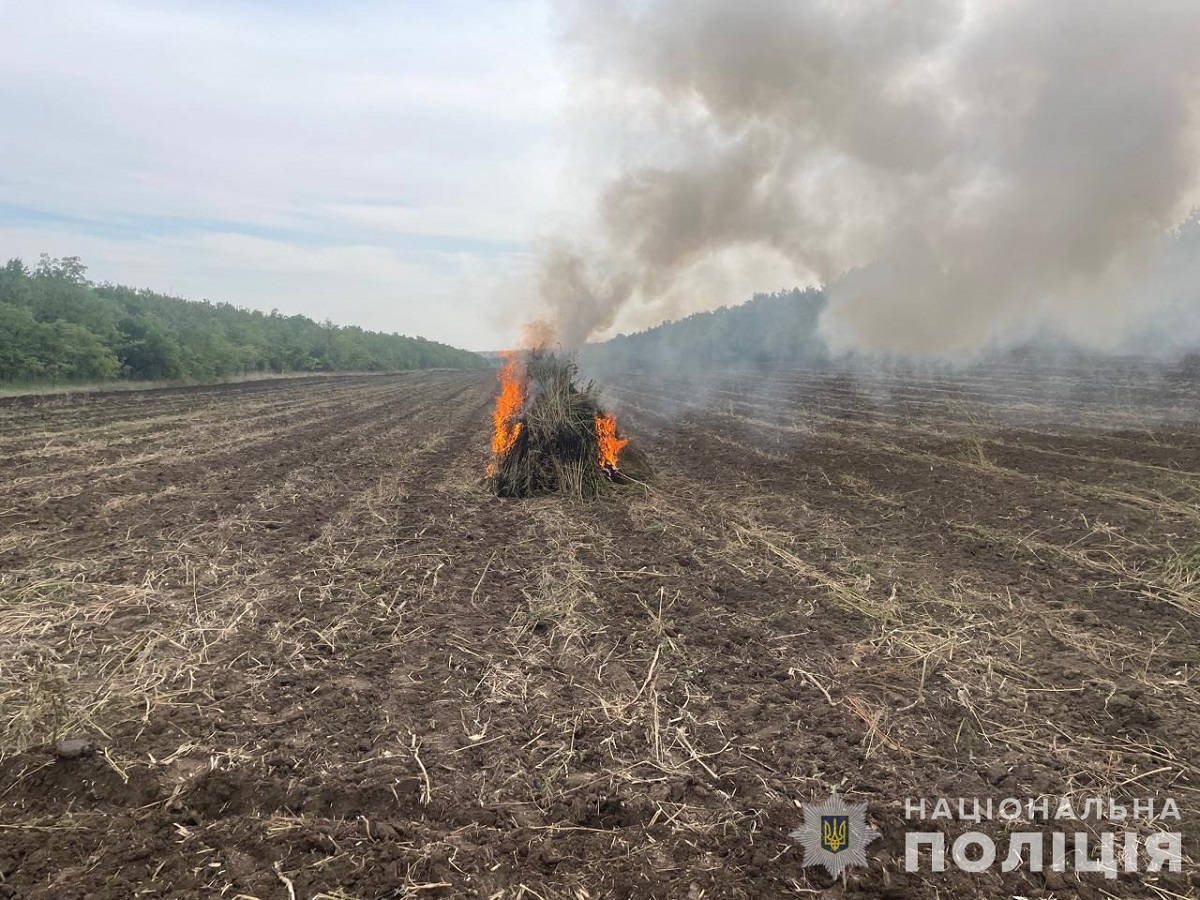 В Одесской области нашли более 300 тыс. кустов конопли: где обнаружили плантацию (ФОТО) - фото 6