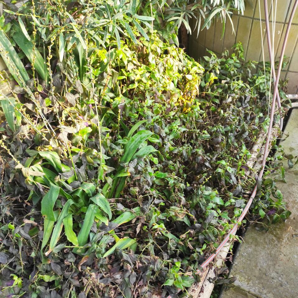 Катастрофа в сердце Киева: в ботсаду из-за обесточивания замерзают уникальные тропические растения - фото 2