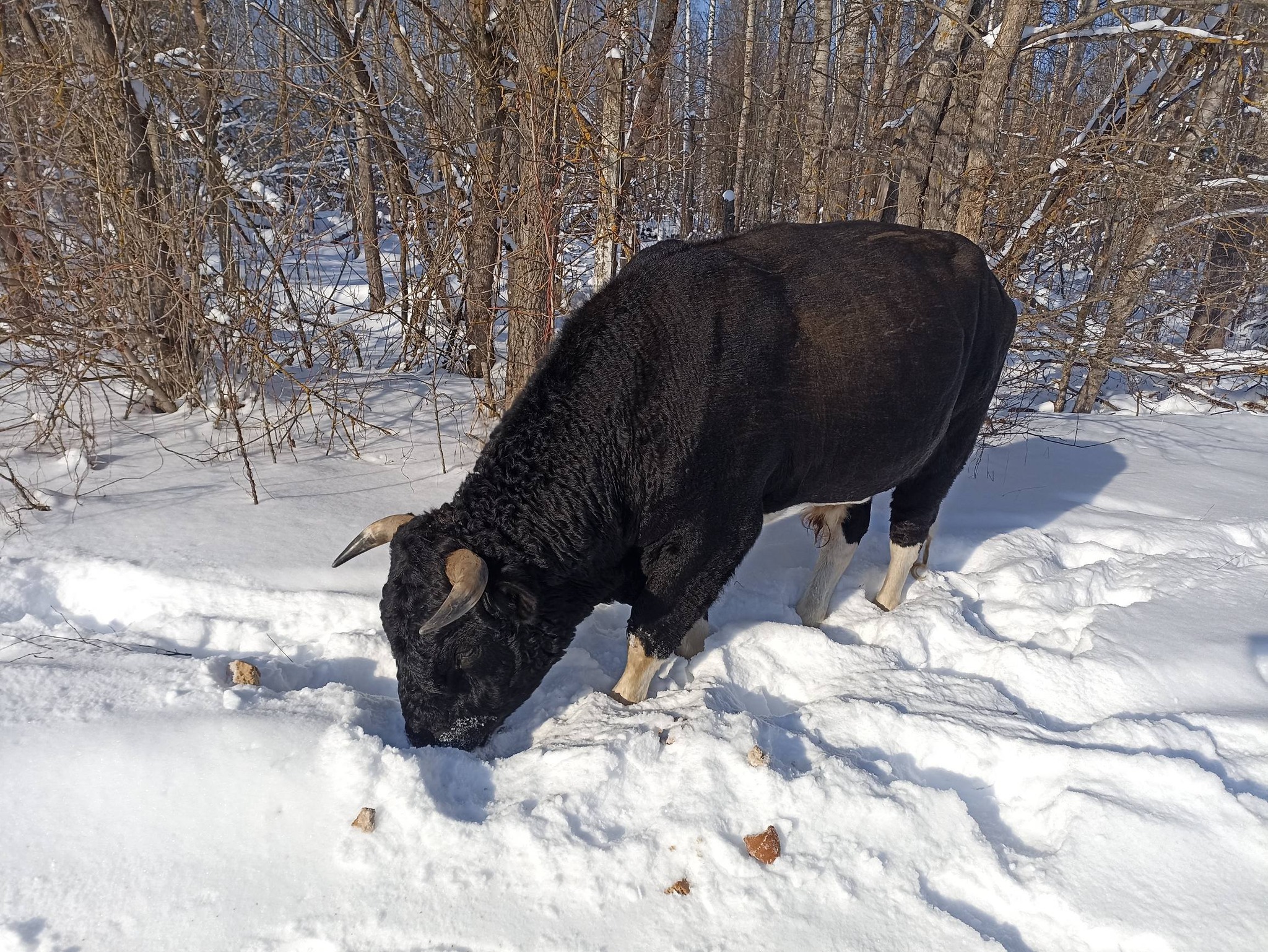 У Чорнобилі двох диких биків назвали Трамп та Сі: що з ними сталося взимку (ФОТО) - фото 2 У Чорнобилі двох диких биків назвали Трамп та Сі: що з ними сталося взимку (ФОТО) - фото 2
