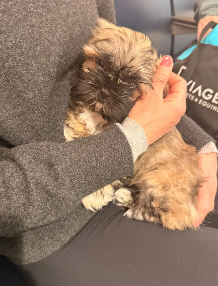 Женщина клонировала умершую собаку и теперь жалеет: что пошло не так - фото 2