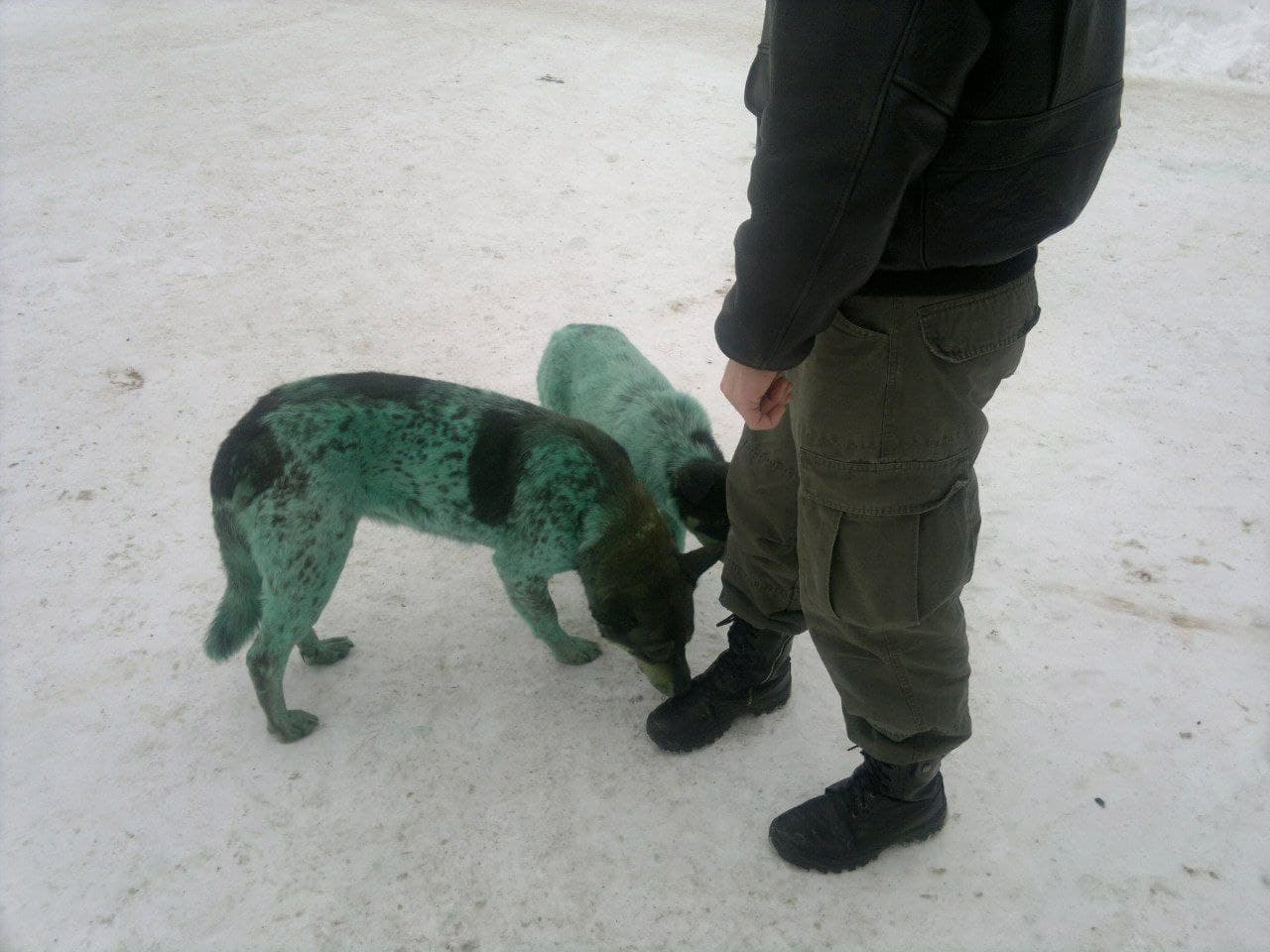 У російському Дзержинську помітили блакитних собак (ФОТО) - фото 5