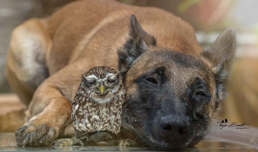 Двадцать невероятно душевных фото собаки и совенка, которых связывает крепкая дружба - фото 2