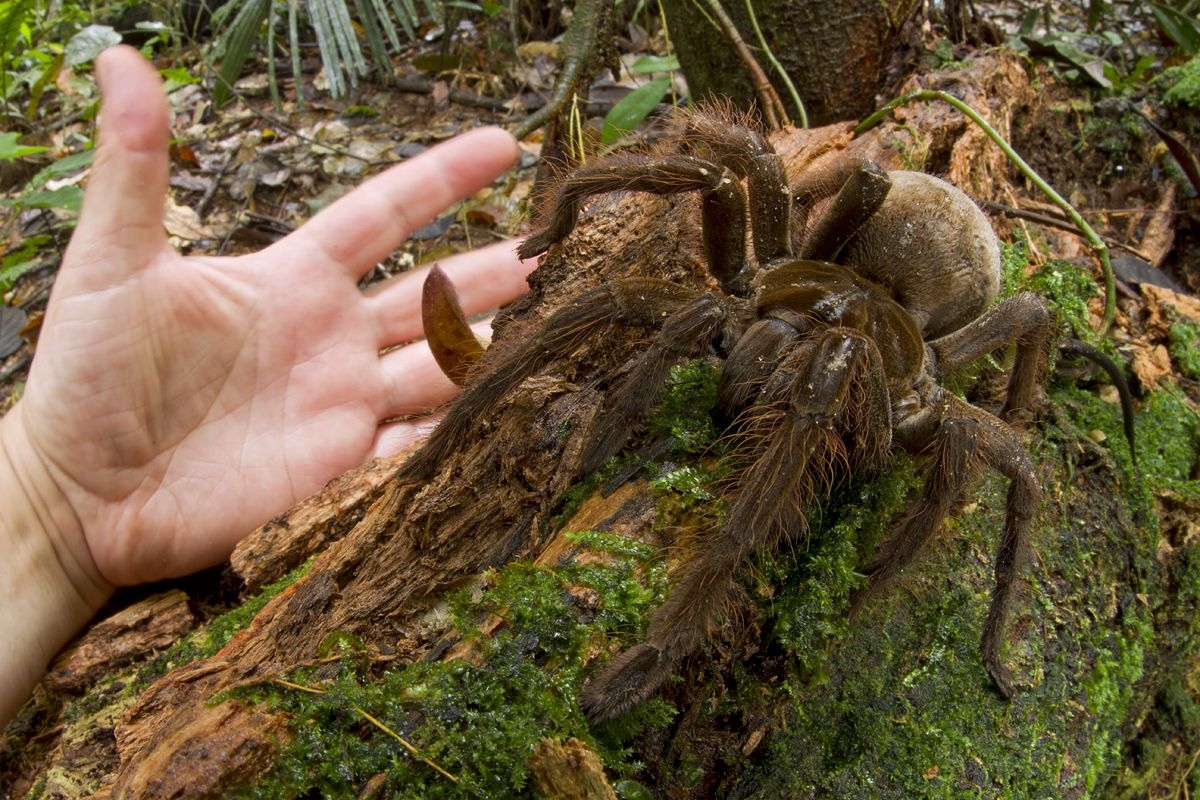 Гиганты: ТОП самых крупных пауков планеты - фото 4