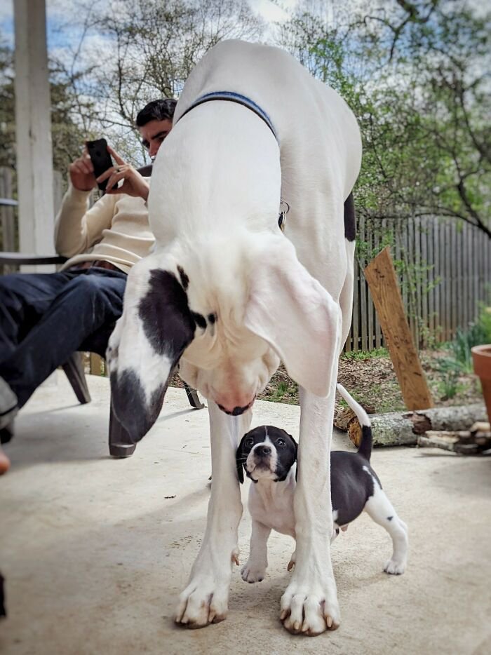 Впечатляющие фото собак, которые стали ”большими мальчиками” - фото 6