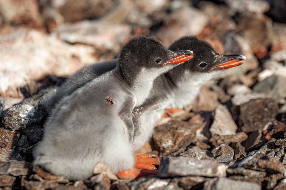 Українські полярники показали нові світлини новонароджених пінгвінів: мімішні фото - фото 2