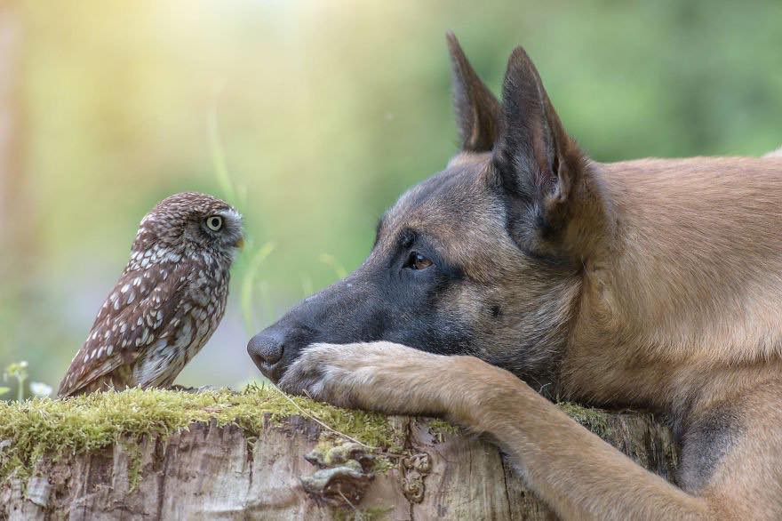 Двадцять неймовірно душевних фото собаки і совеня, яких пов'язує міцна дружба - фото 10