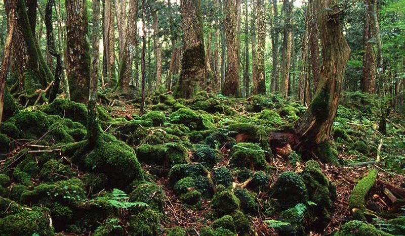 Страшно красиво: пять самых загадочных лесов планеты - фото 4