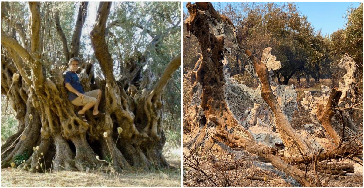 В Греции сгорело 2500-летнее дерево: что от него осталось (ФОТО) - фото 2