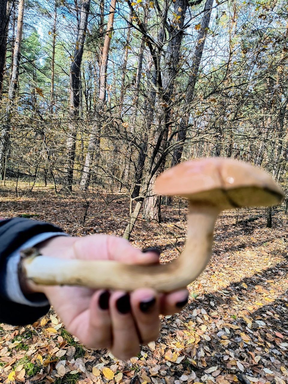 В Киевской области белый гриб вырос внутри пластиковой бутылки: фото необычного гриба - фото 2