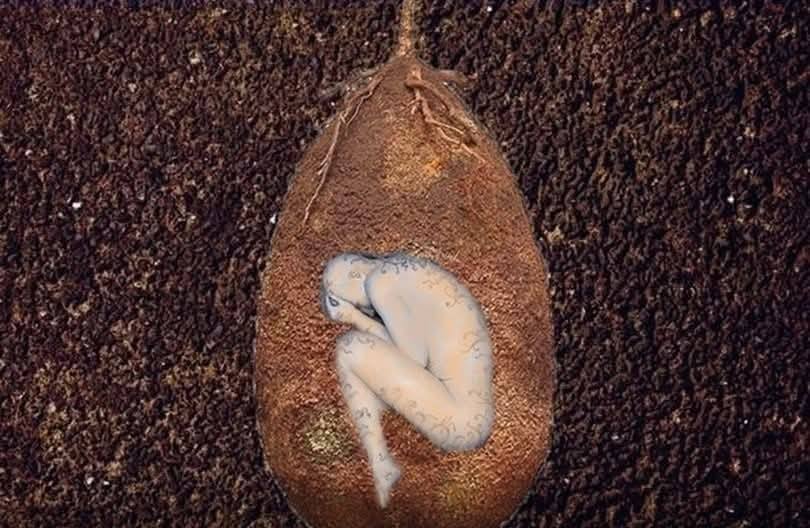 Дерево вместо памятника: как капсула Capsula Mundi дает шанс превратиться в сад после смерти - фото 2