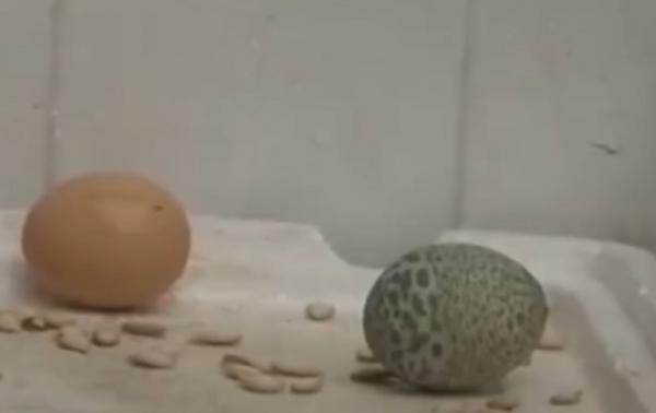 Не просте, а зелене: яйце в узорах знесла курка в Китаї (ФОТО) - фото 4