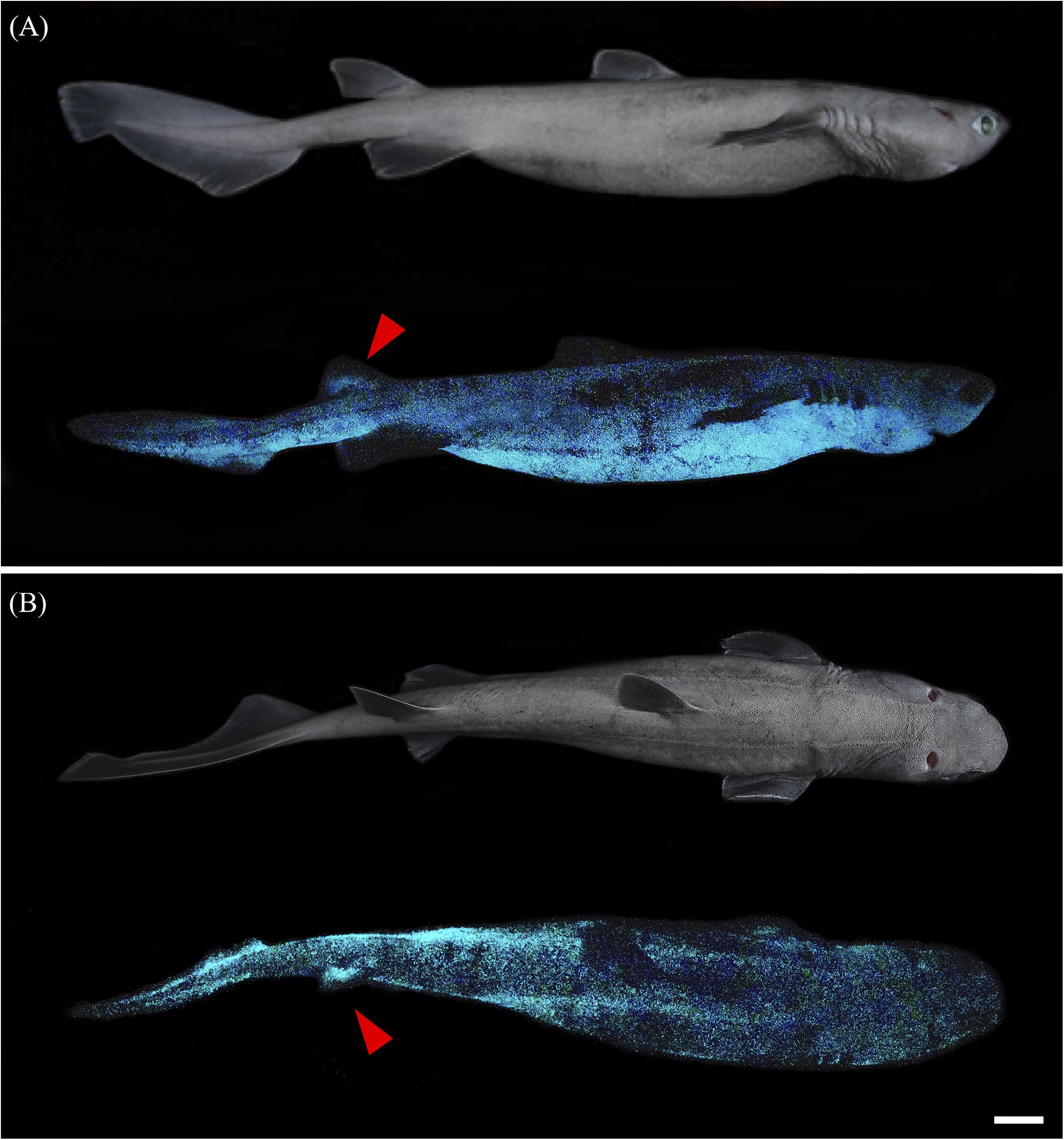 «Челюсти» с подсветкой: открыты три вида необычных акул (ФОТО) - фото 3