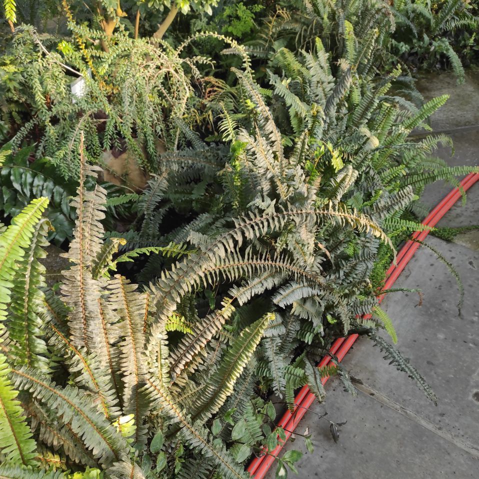 Катастрофа в сердце Киева: в ботсаду из-за обесточивания замерзают уникальные тропические растения - фото 2