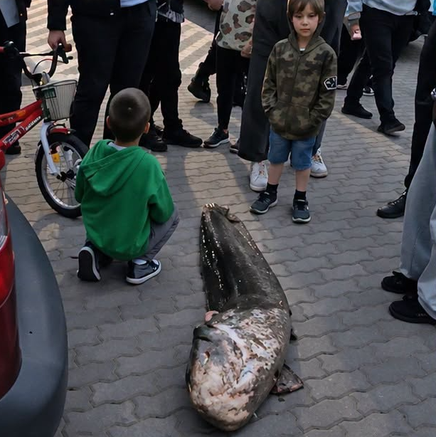 У Варшаві затримали українця, який зловив ”легендарного” сома з озера Балатон (ФОТО) - фото 2
