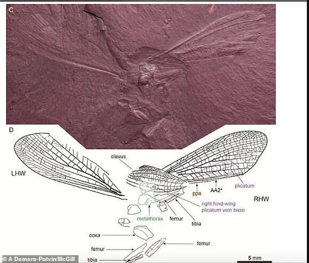 Найдены останки насекомого, обитавшего на Земле 100 млн лет назад: ФОТО уникальной находки - фото 3