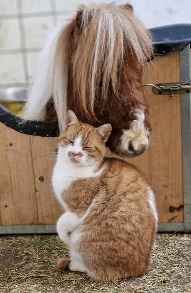 Менший за великого пса: як виглядає найнижчий кінь у світі (ФОТО) - фото 2