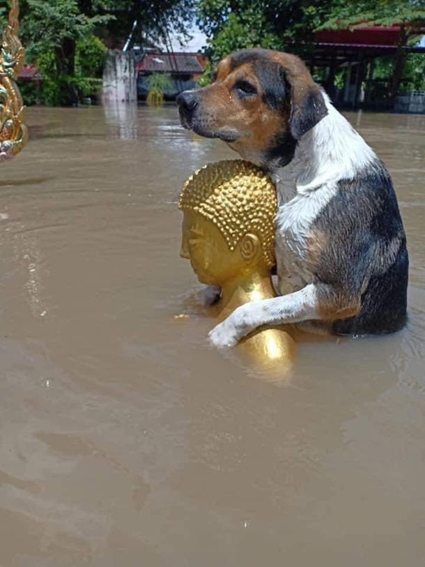 Потужні повені накрили Таїланд: тисячі будинків затоплені (ФОТО) - фото 2