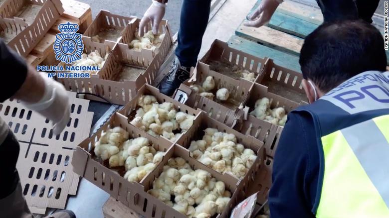 ФОТОФАКТ: Тысячи брошенных цыплят умирают в аэропорту Мадрида - фото 2