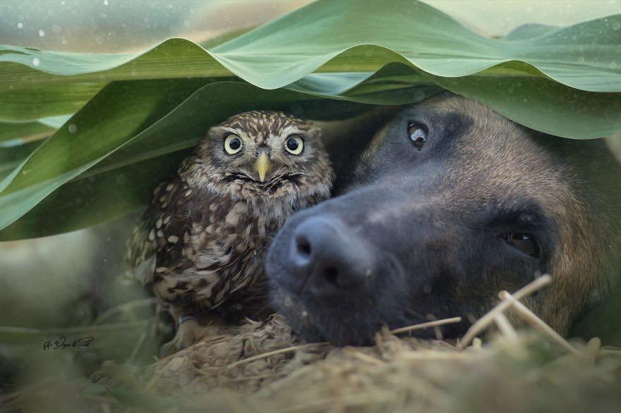 Двадцать невероятно душевных фото собаки и совенка, которых связывает крепкая дружба - фото 20