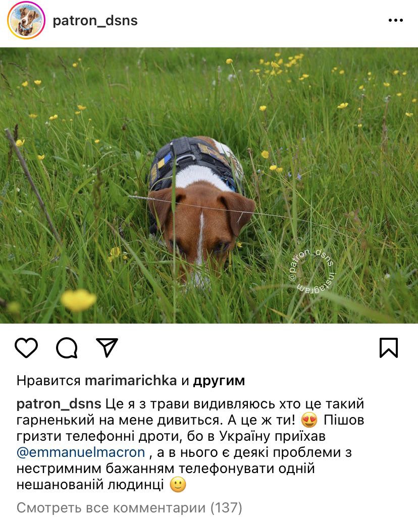 Известный пес Патрон потроллил Макрона, который прибыл с визитом в Украину (ФОТО)  - фото 2