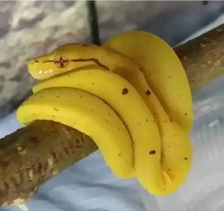 Змея или бананы: оптическая иллюзия на фото озадачила сеть  - фото 2
