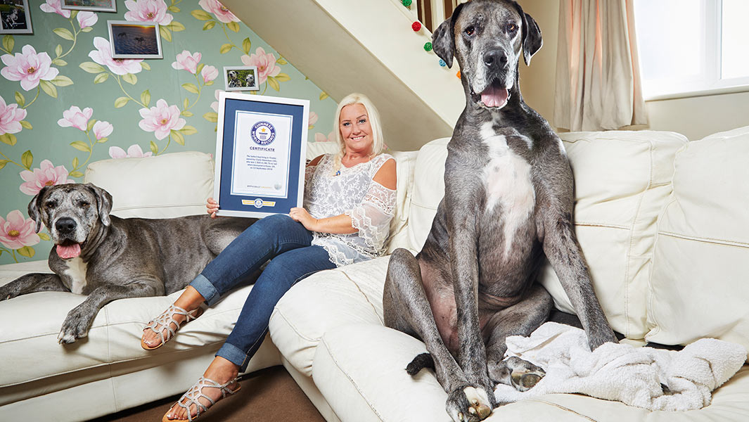 В Великобритании умерла самая высокая в мире собака (ФОТО) - фото 5