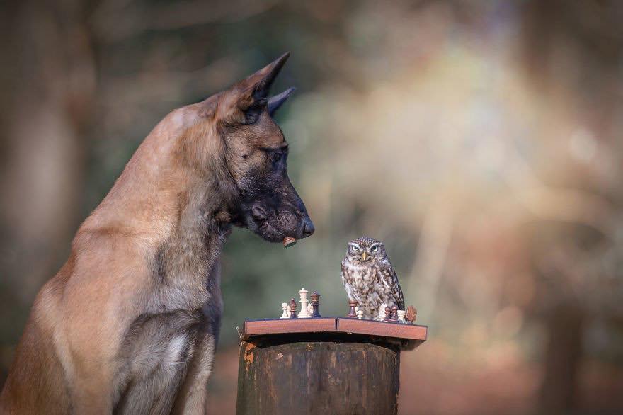 Двадцать невероятно душевных фото собаки и совенка, которых связывает крепкая дружба - фото 11