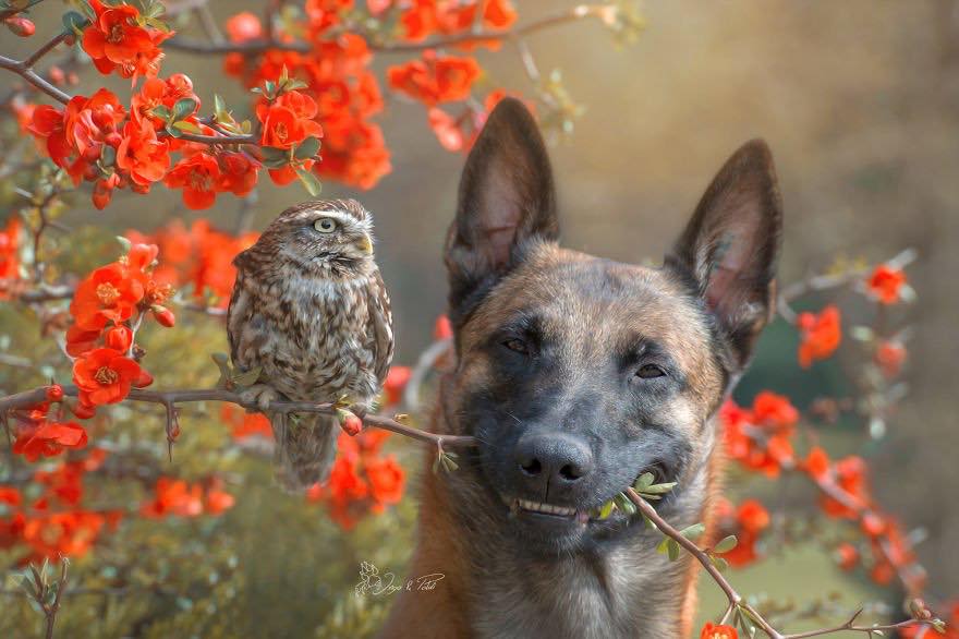 Двадцать невероятно душевных фото собаки и совенка, которых связывает крепкая дружба - фото 9