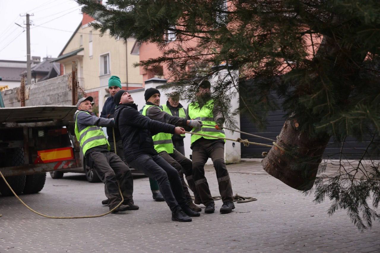 Во Львове устанавливают главную елку: кто ее подарил городу - фото 2