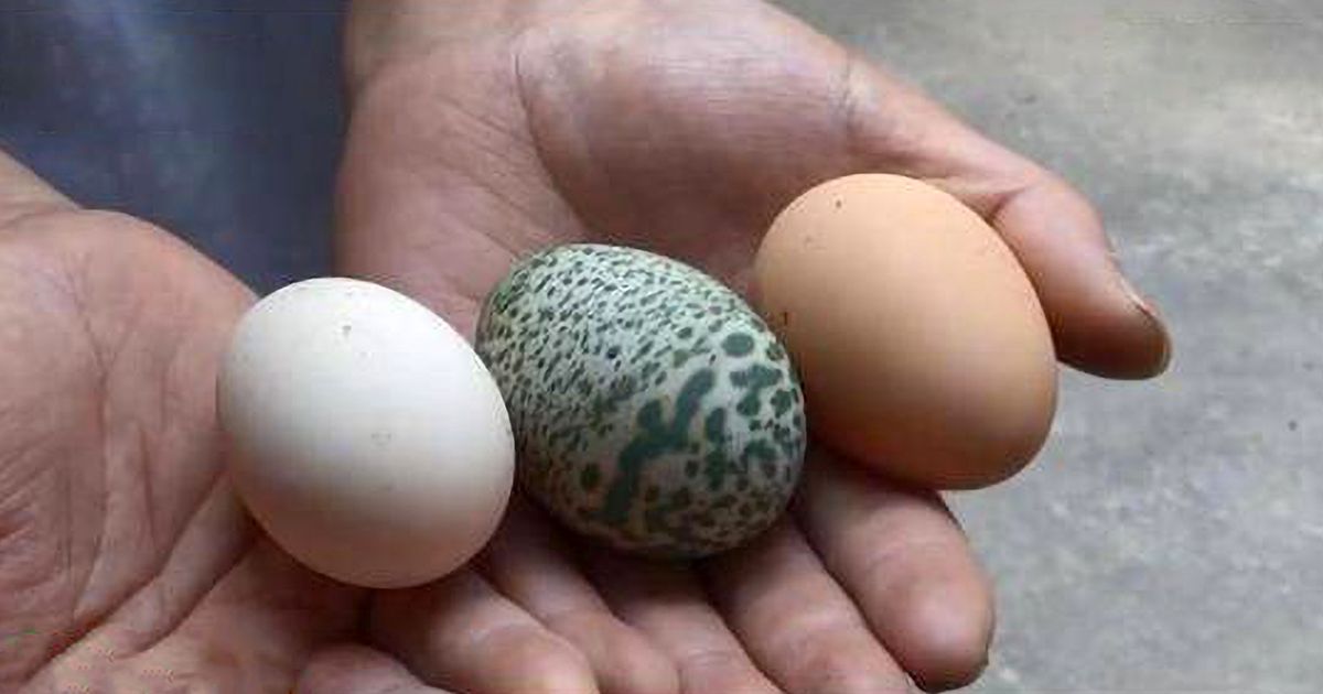 Не просте, а зелене: яйце в узорах знесла курка в Китаї (ФОТО) - фото 2