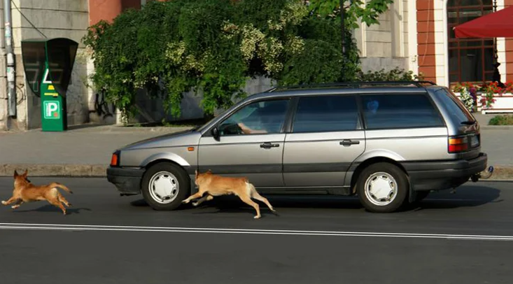 Ученые объяснили, почему собаки лают на машины, мотоциклы и велосипеды - фото 2