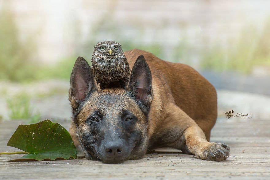 Двадцать невероятно душевных фото собаки и совенка, которых связывает крепкая дружба - фото 5