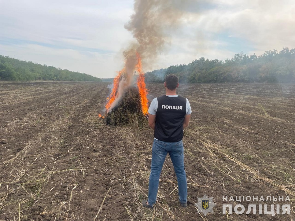 В Одесской области нашли более 300 тыс. кустов конопли: где обнаружили плантацию (ФОТО) - фото 5