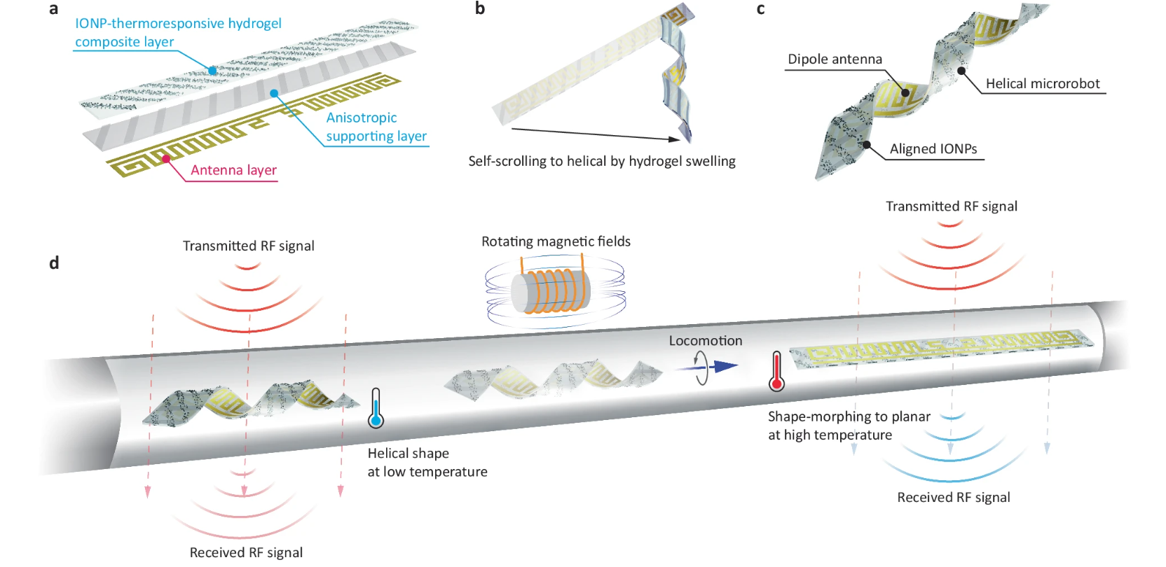 У Швейцарії створили мікророботів, які подорожують всередині людського тіла: для чого їх вживлятимуть людям - фото 2
