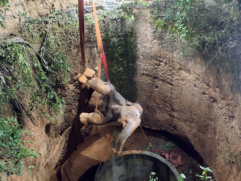В Индии спасли слоненка, упавшего в глубокий колодец (фото) - фото 4