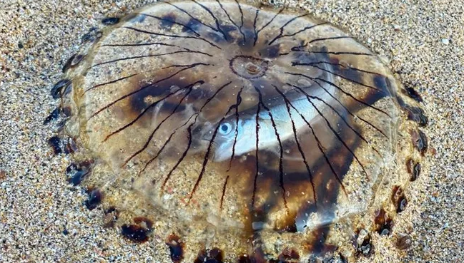 З рибою всередині: на пляжі знайшли незвичайну медузу (ФОТО) - фото 2