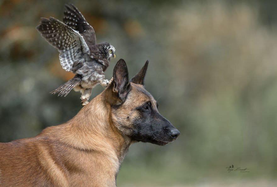 Двадцать невероятно душевных фото собаки и совенка, которых связывает крепкая дружба - фото 7