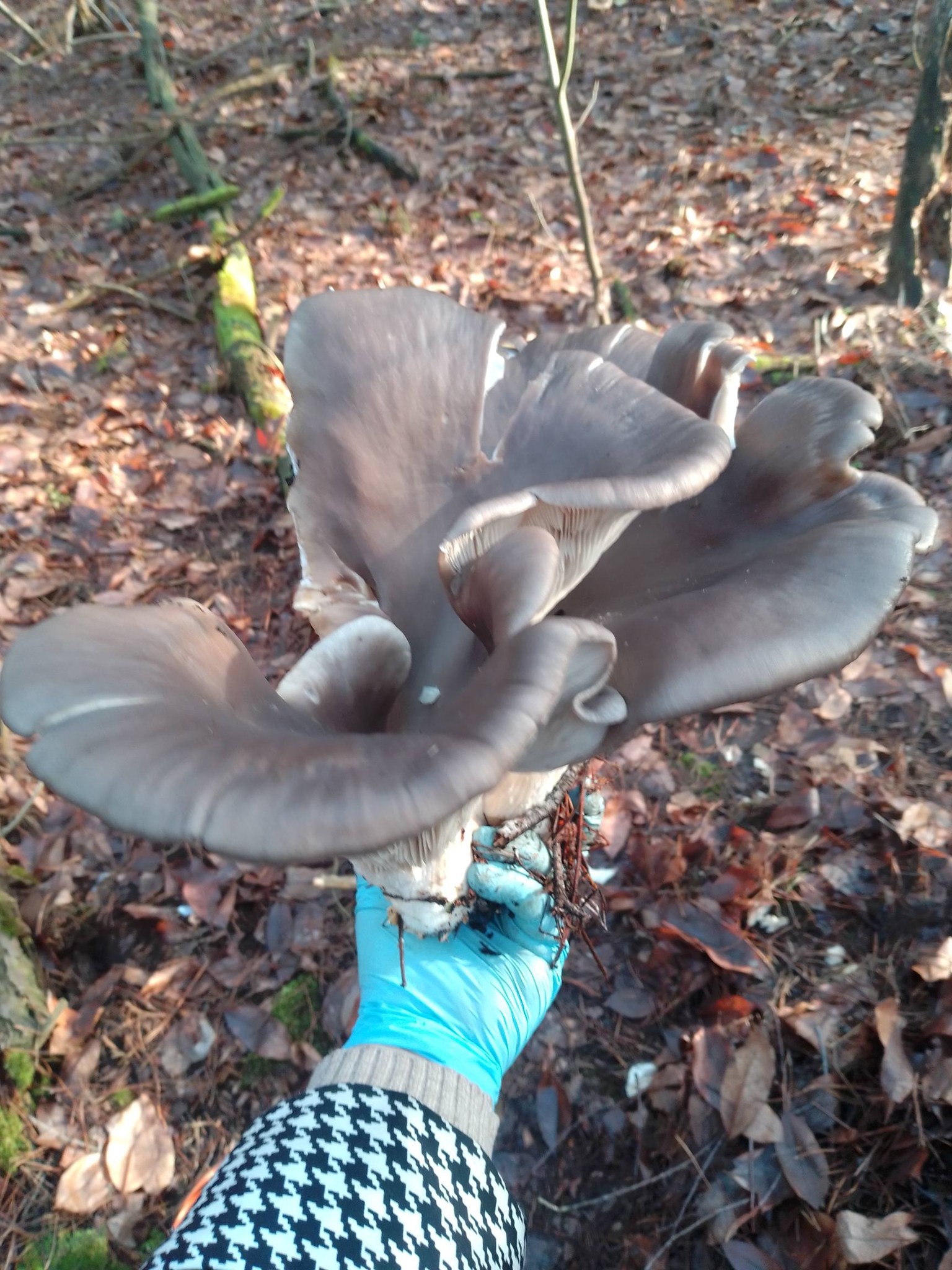 Зимові гриби в українських лісах: опеньки, гливи, деревоух і шанс знайти білий — повний гід - фото 2 Зимові гриби в українських лісах: опеньки, гливи, деревоух і шанс знайти білий — повний гід - фото 2