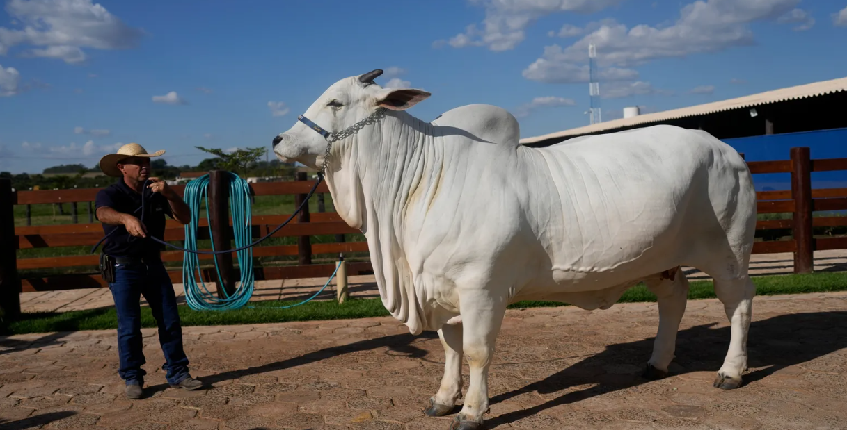 На аукціоні продали найдорожчу корову у світі: яка ціна суперкорови - фото 2