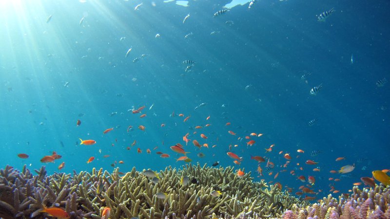 Неймовірна знахідка: в Австралії знайшли кораловий риф, який вище хмарочосів (фото) - фото 4