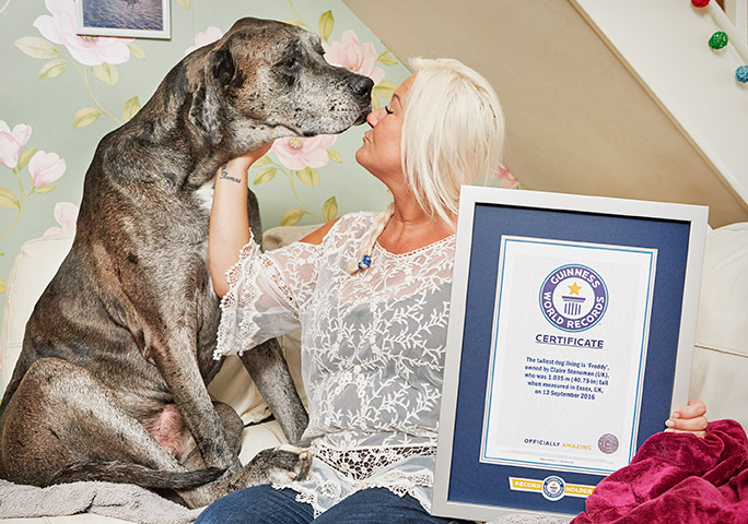В Великобритании умерла самая высокая в мире собака (ФОТО) - фото 3